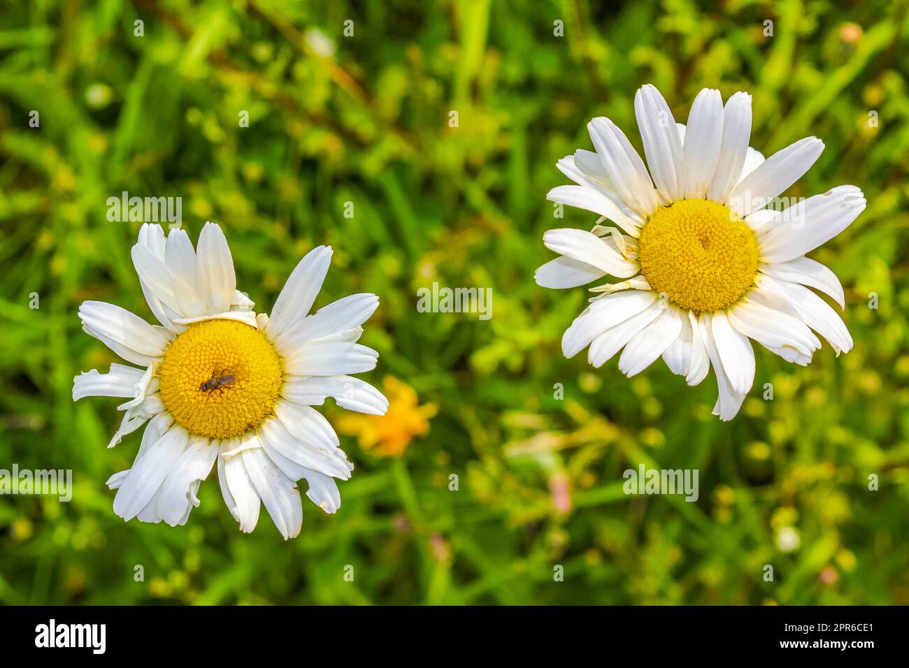 Gelb-weiße bunte Kamillenblüten auf grünem Wiesenfeld Deutschland. Stockfoto