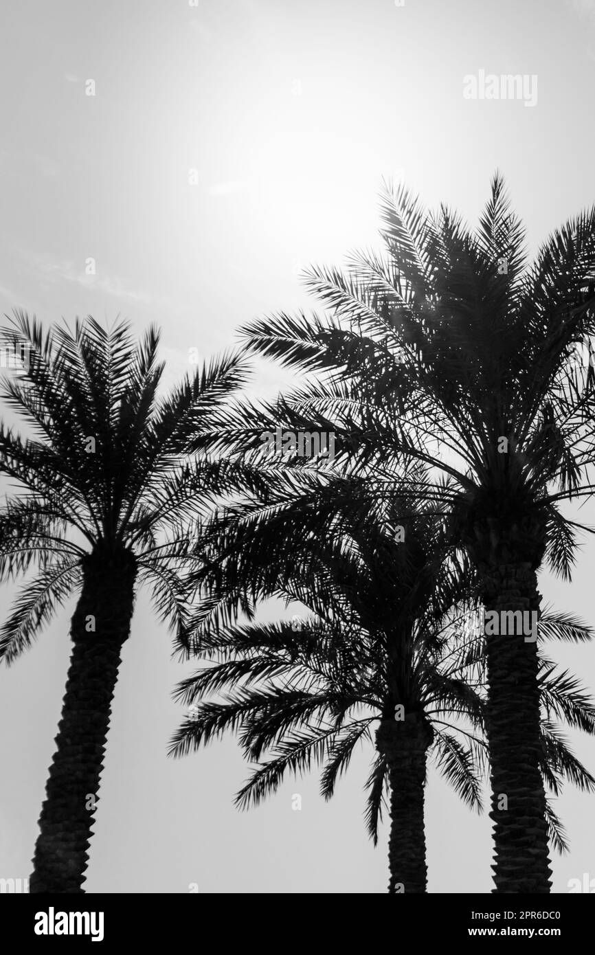 Sonnenlicht scheint durch Palmenblätter. Schöne Wanderlust Reise Reise Symbol für Urlaub Reise nach Süden Urlaub Trauminsel Stockfoto