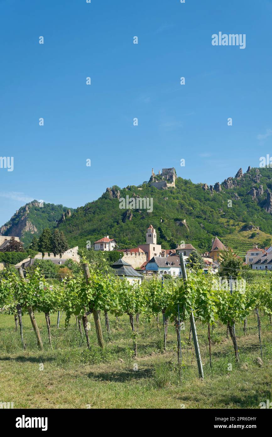 Traditioneller Weinbau in der Nähe des Dorfes Dürnstein in der Wachau in Österreich Stockfoto
