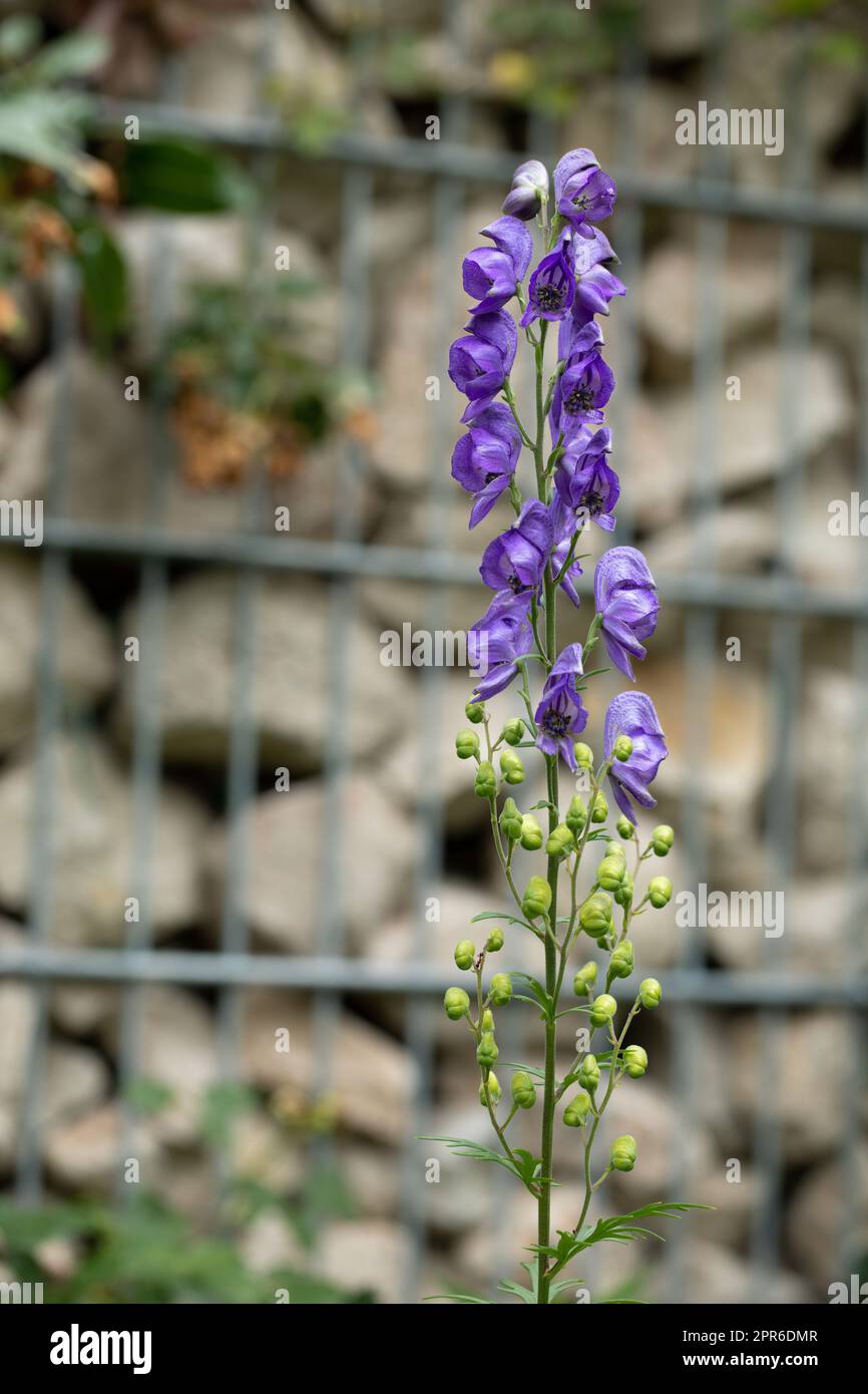 Delphiniumblumen im Garten Stockfoto