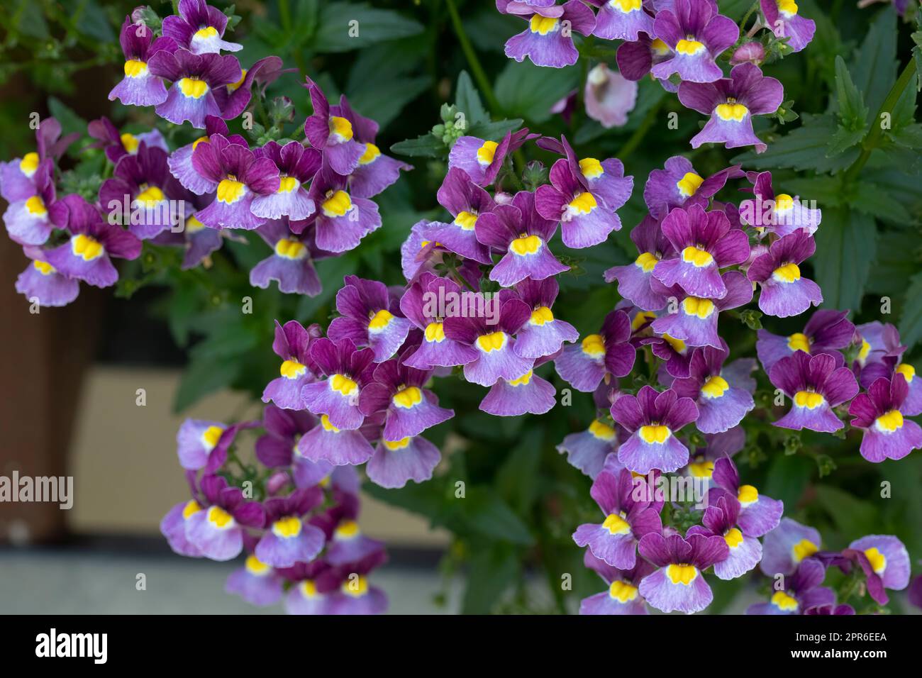 Nemesia strumosa-Blumen im Garten Stockfoto