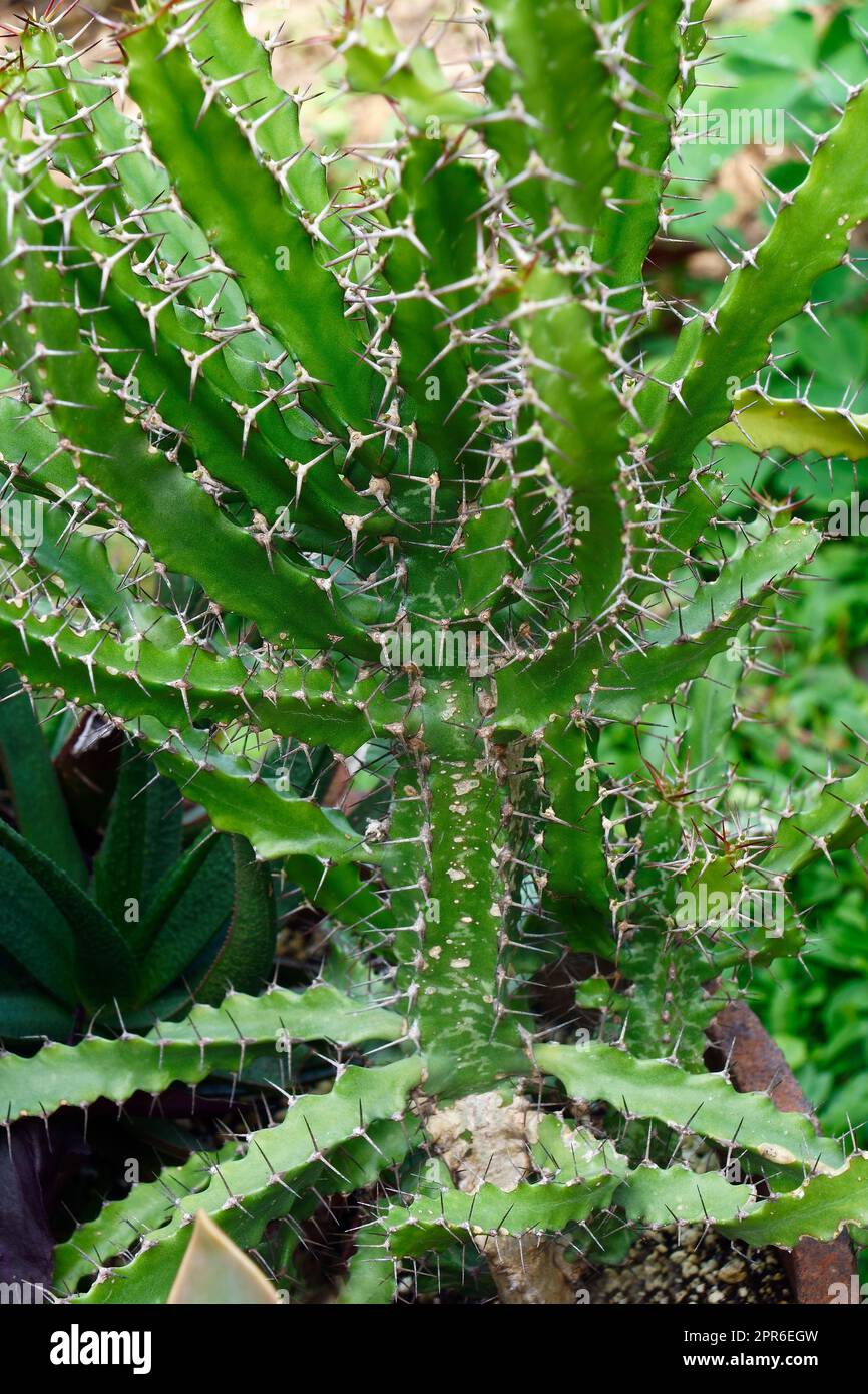 Nahaufnahme kleinzahniger Euphorbiepflanzen Stockfoto