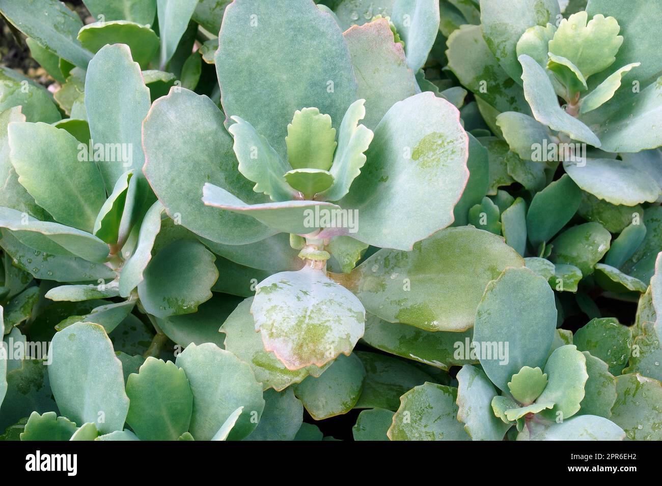 Nahaufnahme milchiger Witwenpflanzen Stockfoto