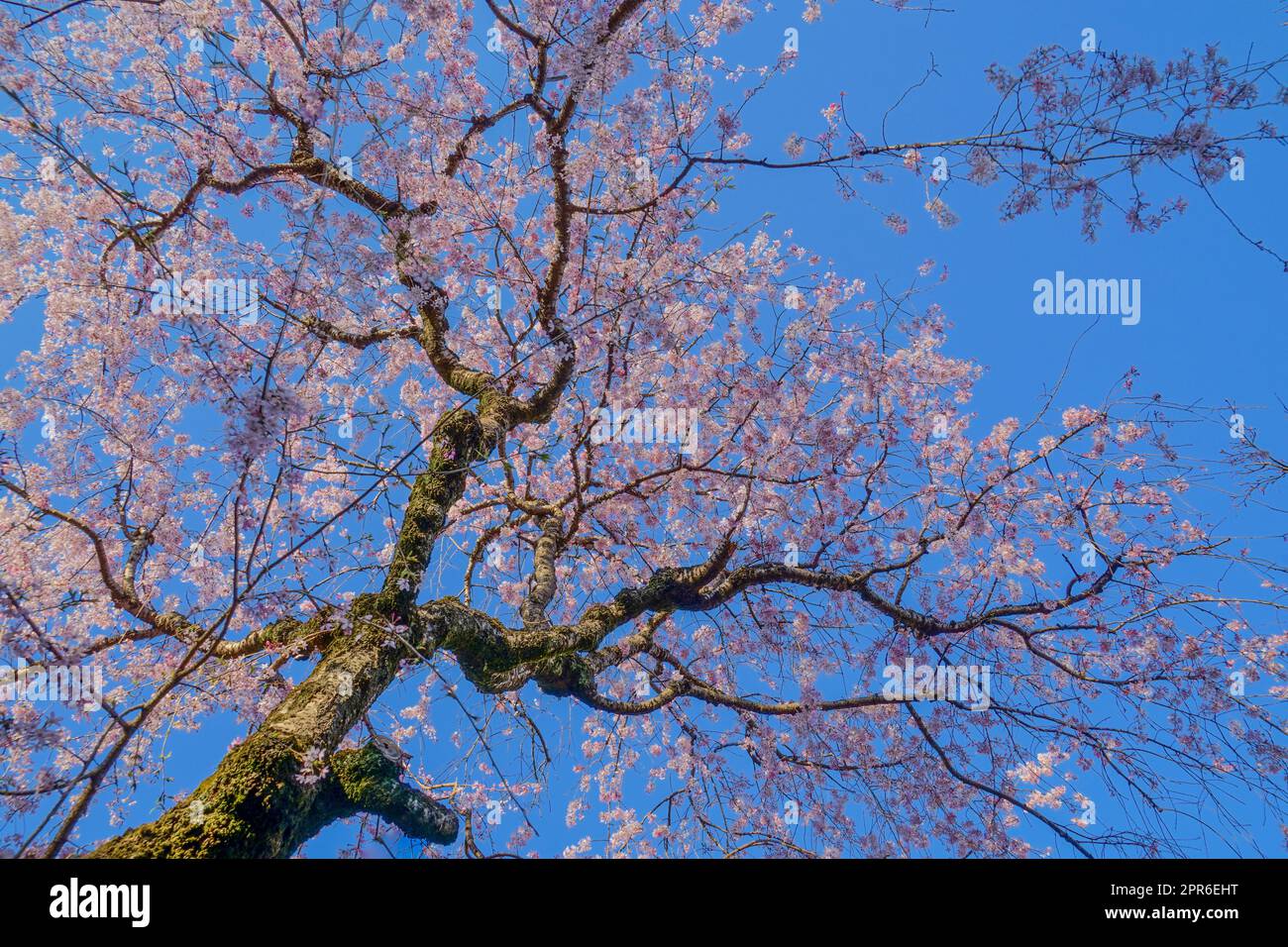 Chofu Jindaiji von Sakura und Stadt Stockfoto
