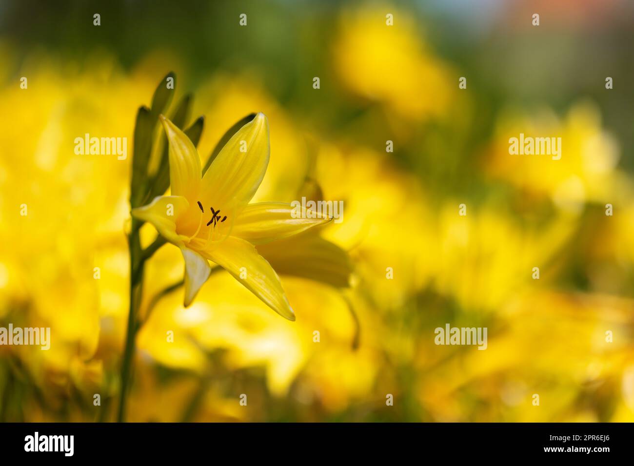Hemerocallis Blumen im Garten Stockfoto