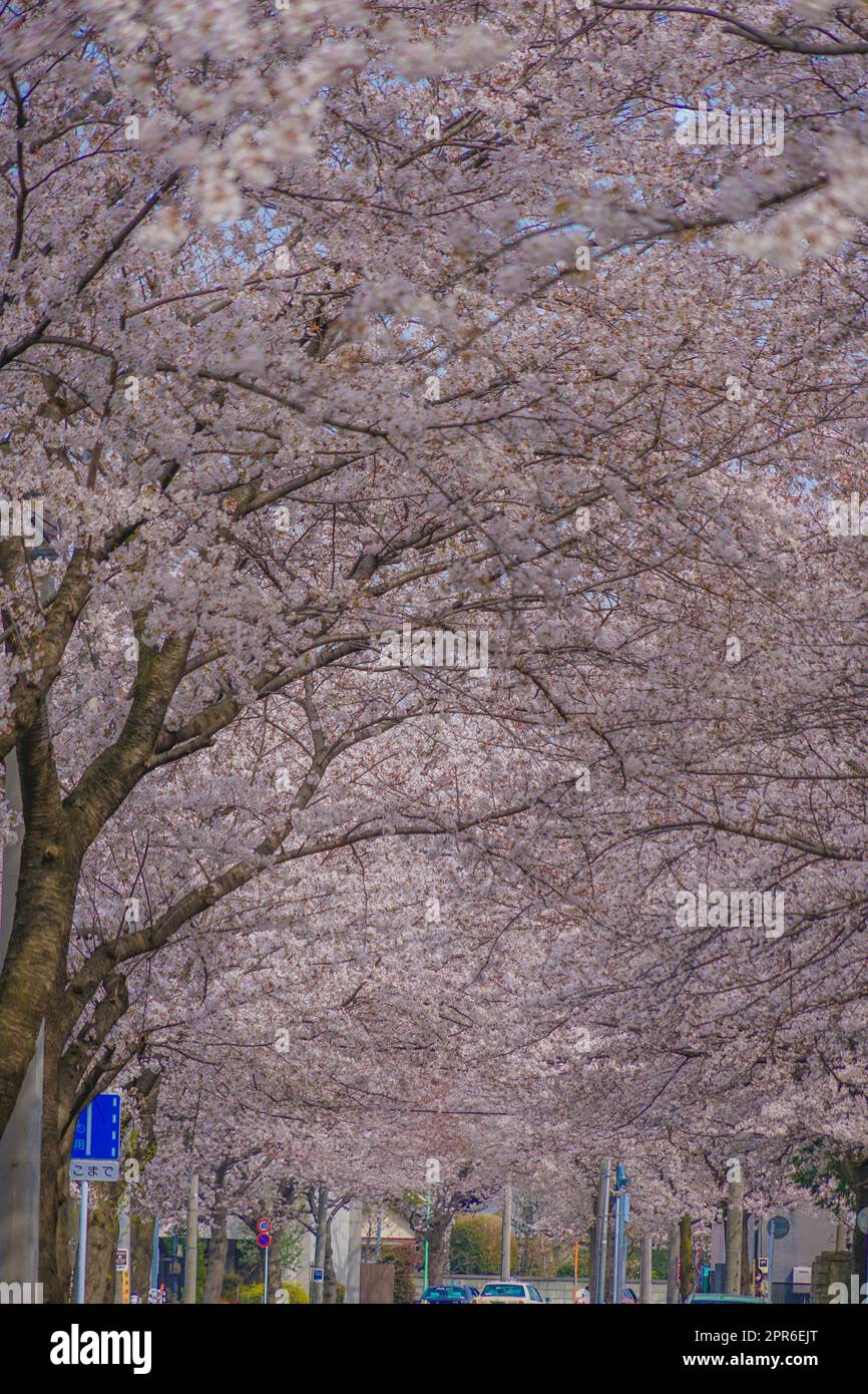Sakura in Osawa, Mitaka City Stockfoto