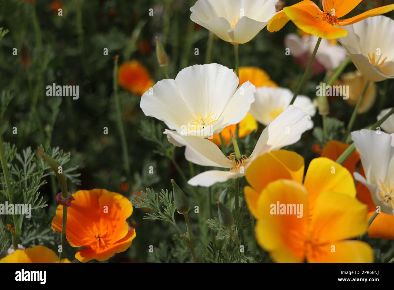 Sommerhintergrund. Blüten von eschschscholzia californica oder kalifornischem Mohn, blühende Pflanze der Familie papaveraceae Stockfoto