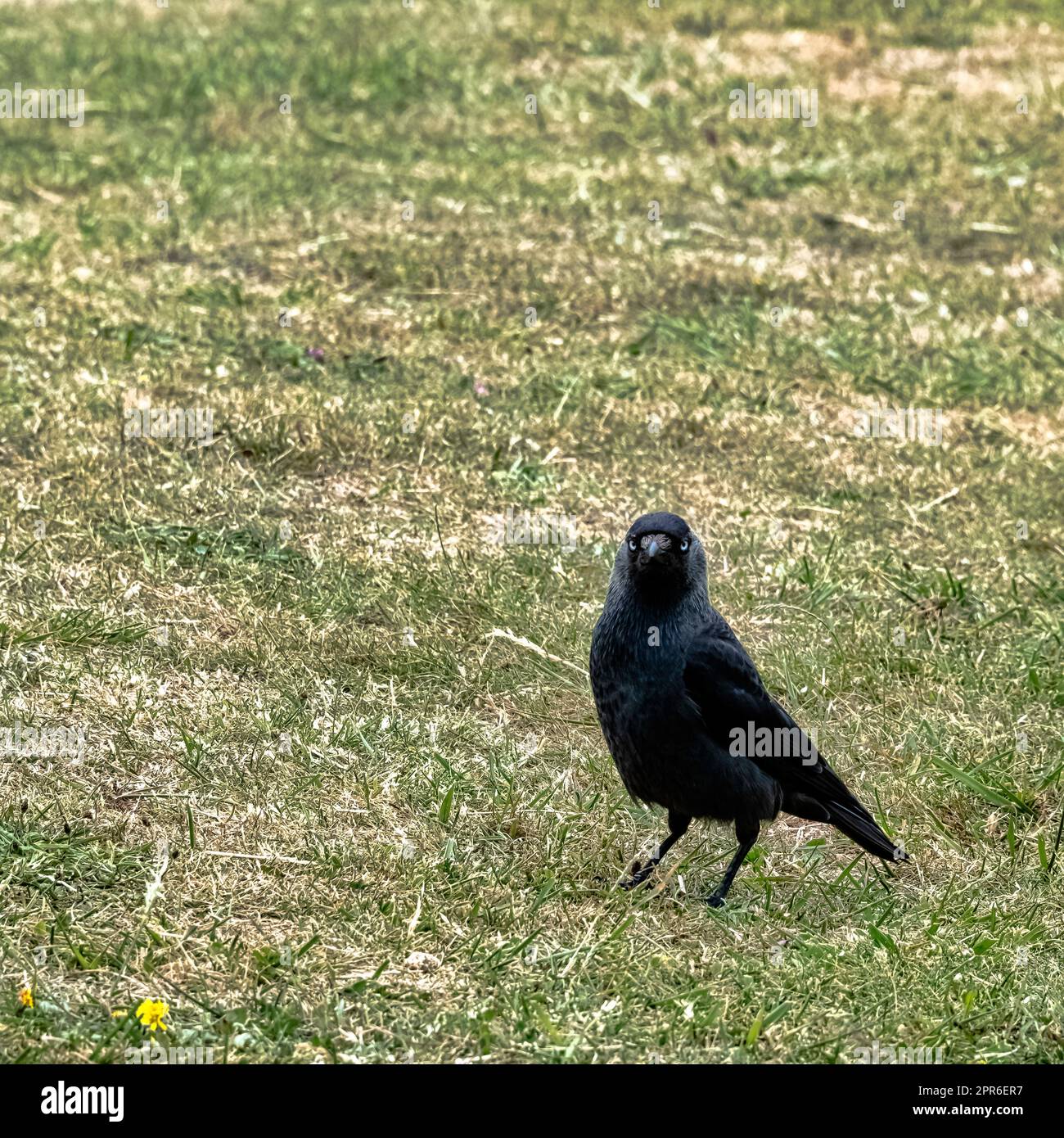 Coloeus monedula, auch bekannt als eurasische, europäische oder westliche Jackdaw - Dover, Kent, Vereinigtes Königreich Stockfoto