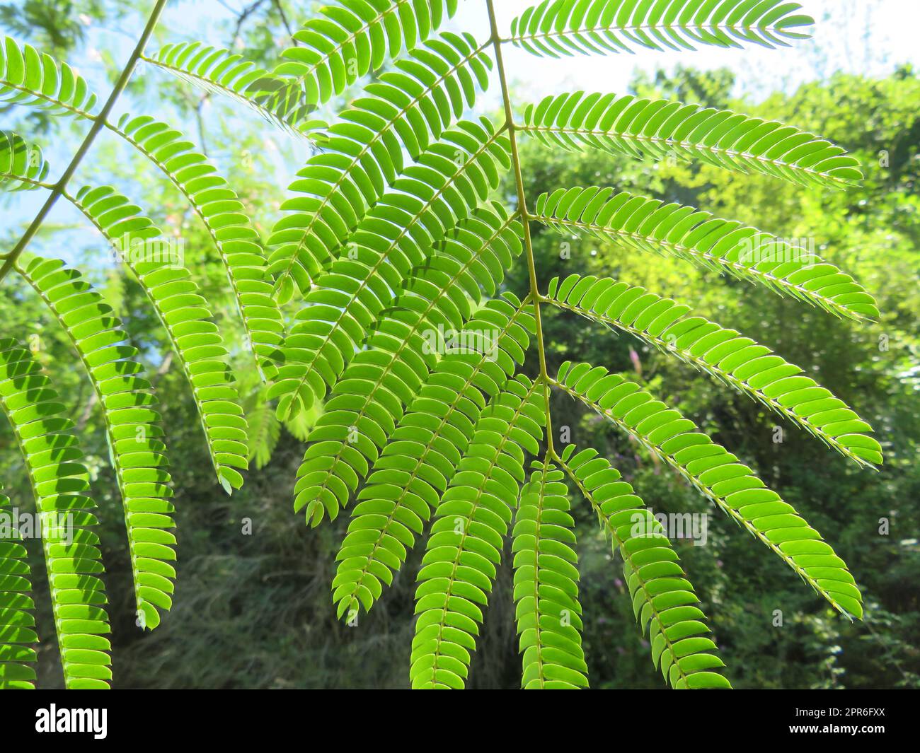 Wunderschöne Farnpflanzen bieten einen natürlichen grünen Schatten Stockfoto