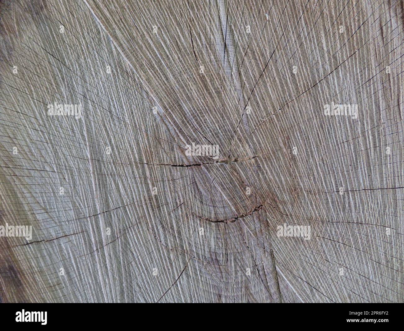 Baumstamm, geschnitten für Holz-Trockenalter-Ringe Stockfoto