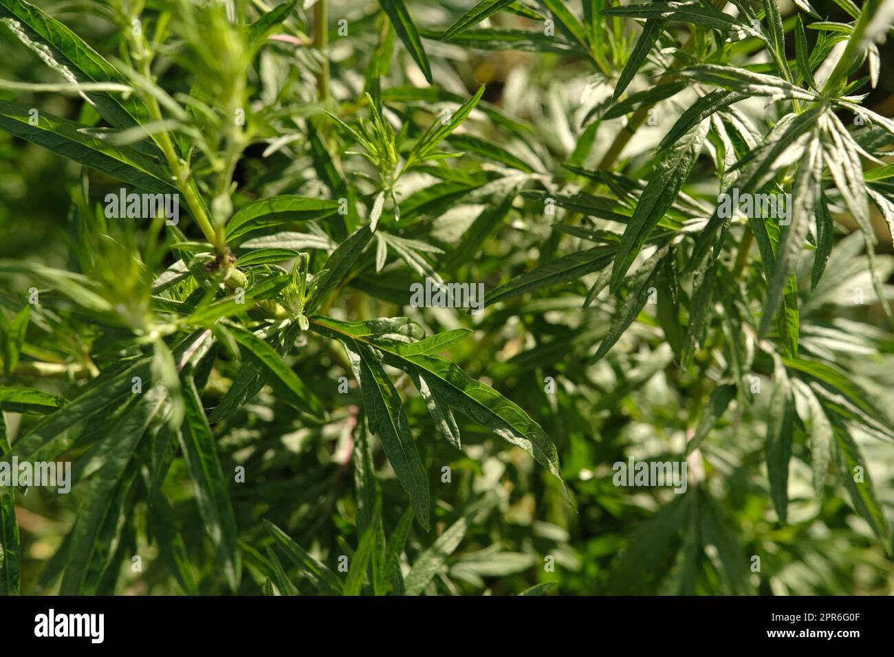 Bitterwurmholz Artemisia absinthium Busch wächst in freier Wildbahn Stockfoto