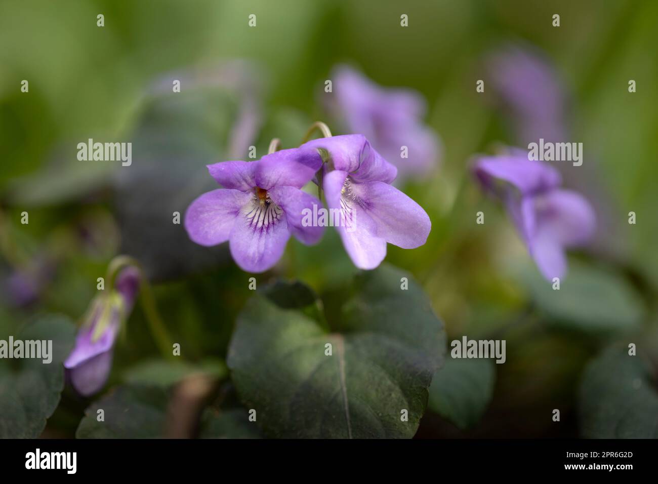 Viola Odorata in einem Garten Stockfoto