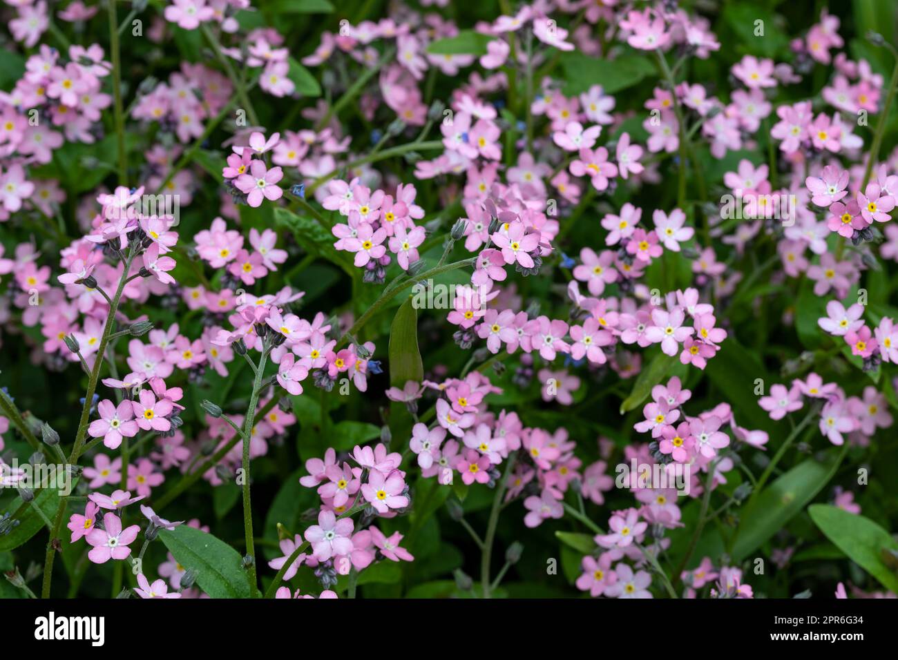 Pink vergisst mich nicht Blumen im Garten Stockfoto