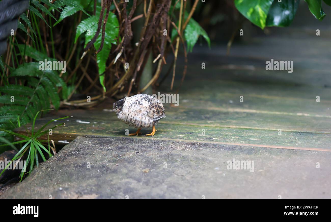 Nahaufnahme, Porträt einer Zwergwachtel, einer Fasanenart (Phasianidae). Stockfoto