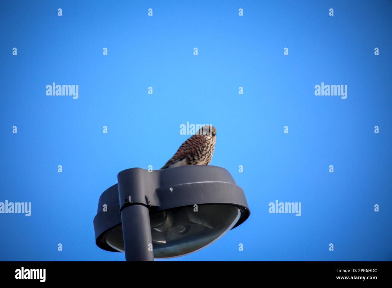 Ein Falke auf einer Laterne beobachtet sein Territorium. Stockfoto