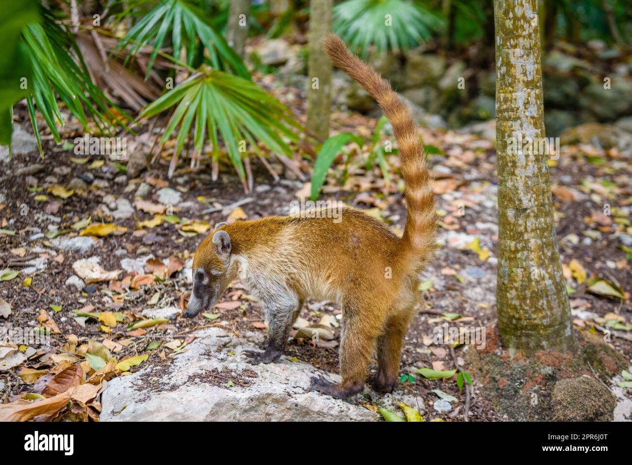 Ein südamerikanischer Coati, Nasua nasua, sitzt allein, eine Art von Coati und gehört zur Waschbärfamilie Procyonidae, aus tropischem und subtropischem Südamerika, Playa del Carmen, Riviera Maya, Yu atan, Mexiko Stockfoto