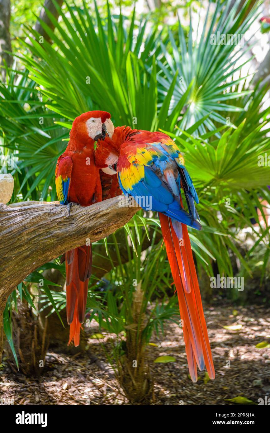 2 scharlachrote Aras Ara macao , rote, gelbe und blaue Papageien, die im tropischen Wald sitzen, Playa del Carmen, Riviera Maya, Yu atan, Mexiko Stockfoto