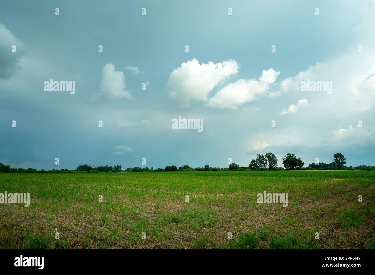 Junges Maisfeld und der wolkige graue Himmel Stockfoto