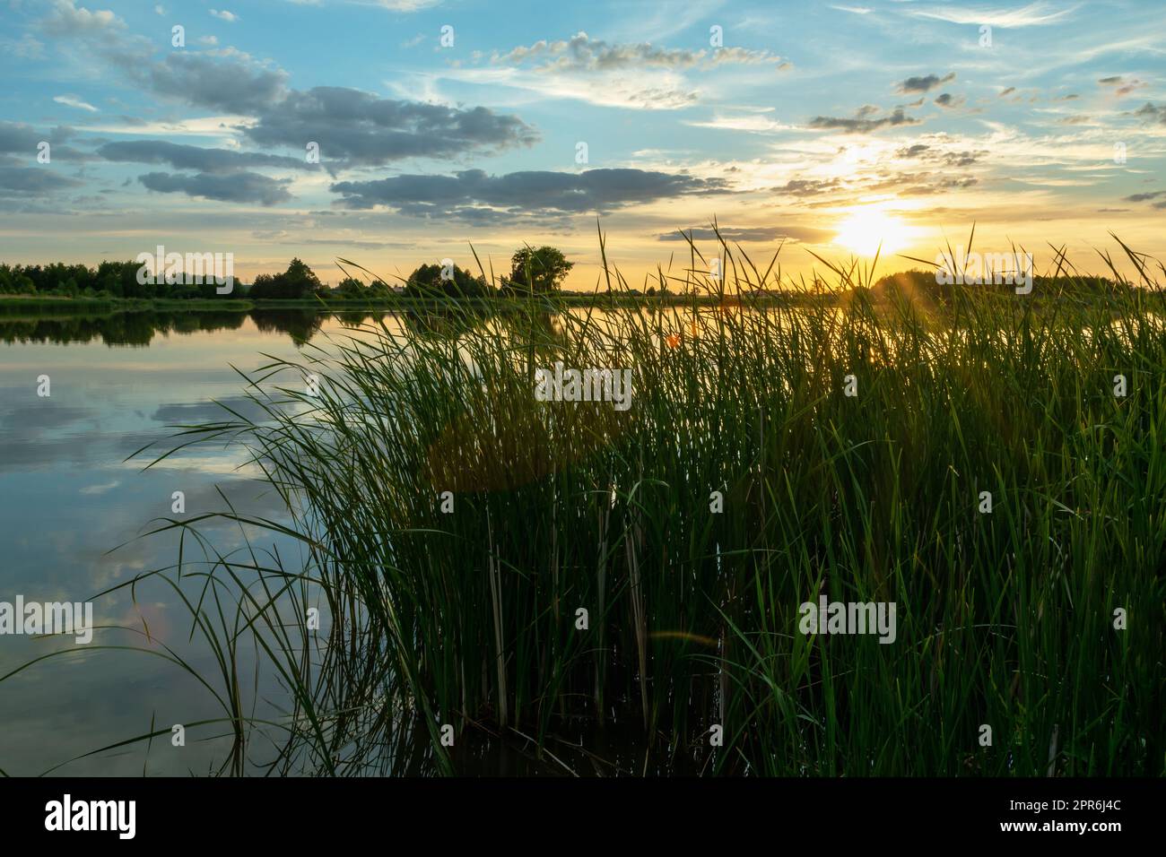 Grüner Schilf am Ufer des Sees und Sonnenuntergang Stockfoto