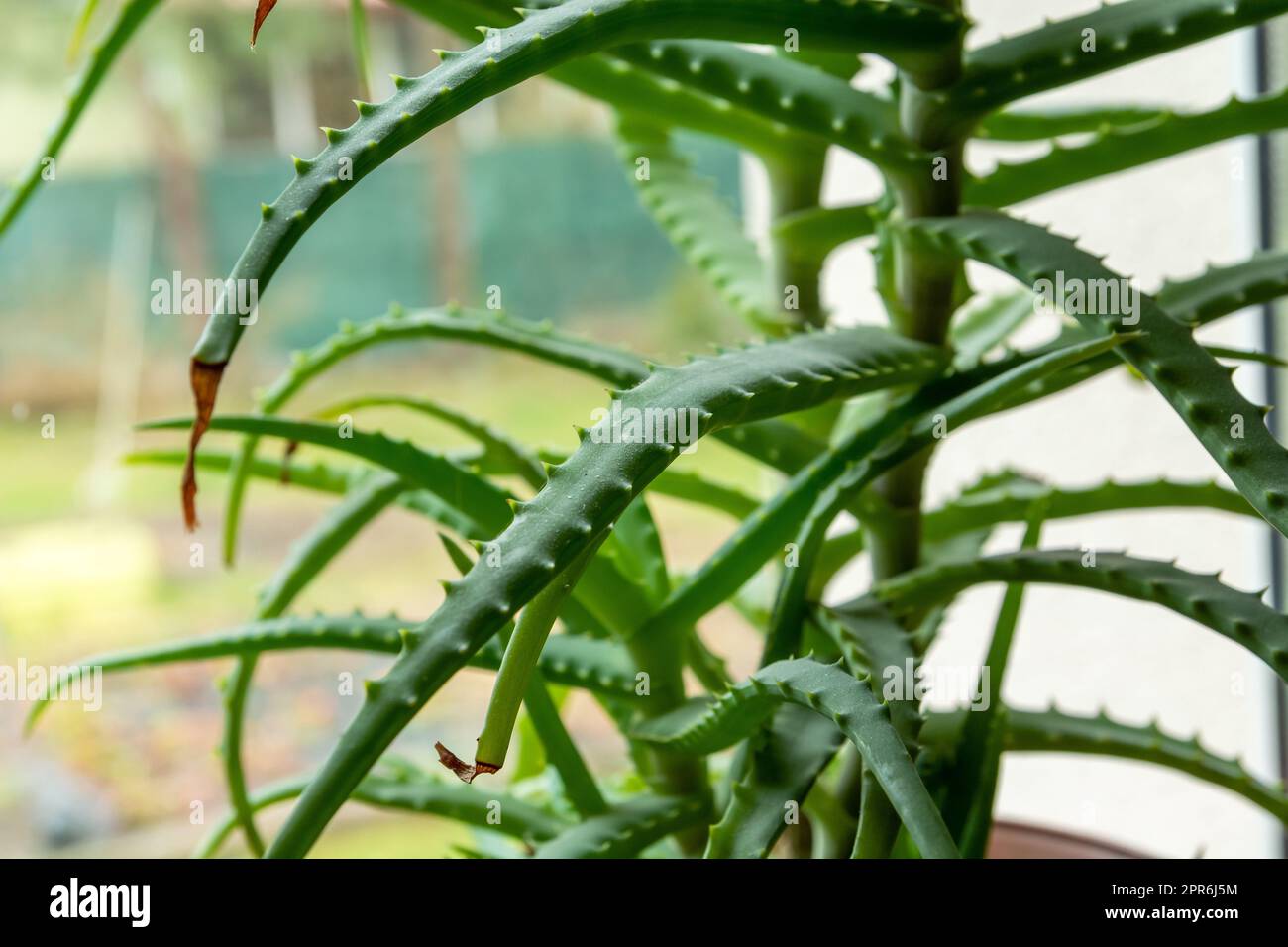 Grüne Aloe-Blätter auf dem Fenster Stockfoto