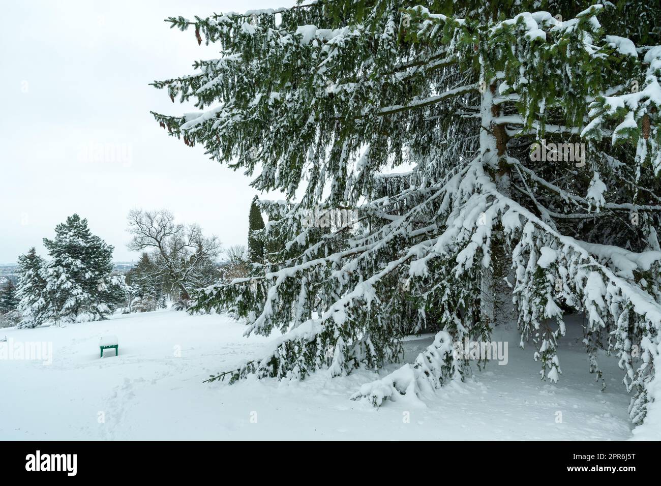 Schnee auf den Zweigen eines großen Nadelbaums Stockfoto