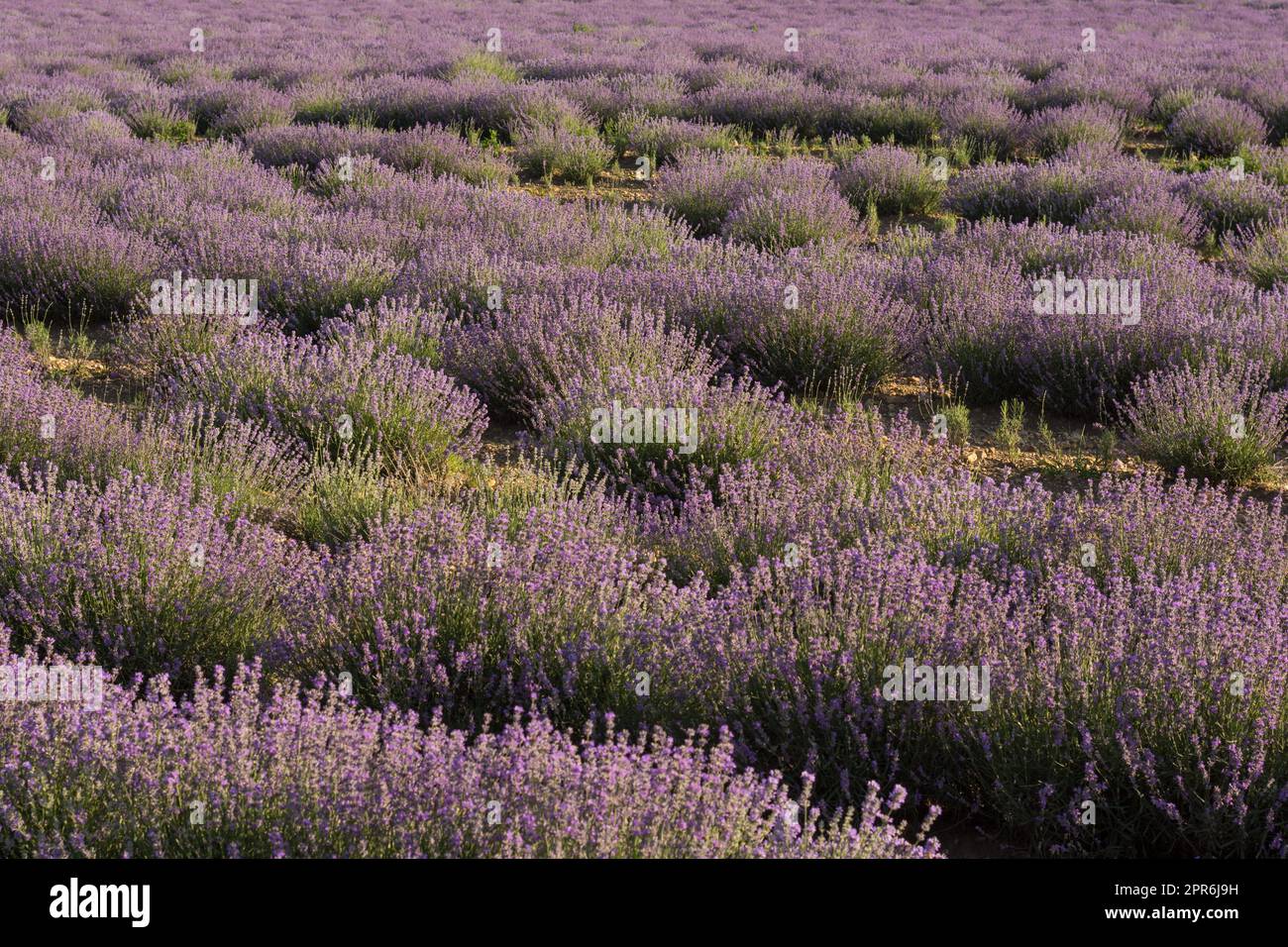 Farbenfrohes Lavendelfeld in der Natur Stockfoto