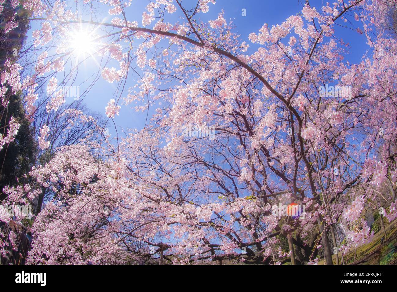 Weinender Kirschbaum und sonniger blauer Himmel Stockfoto