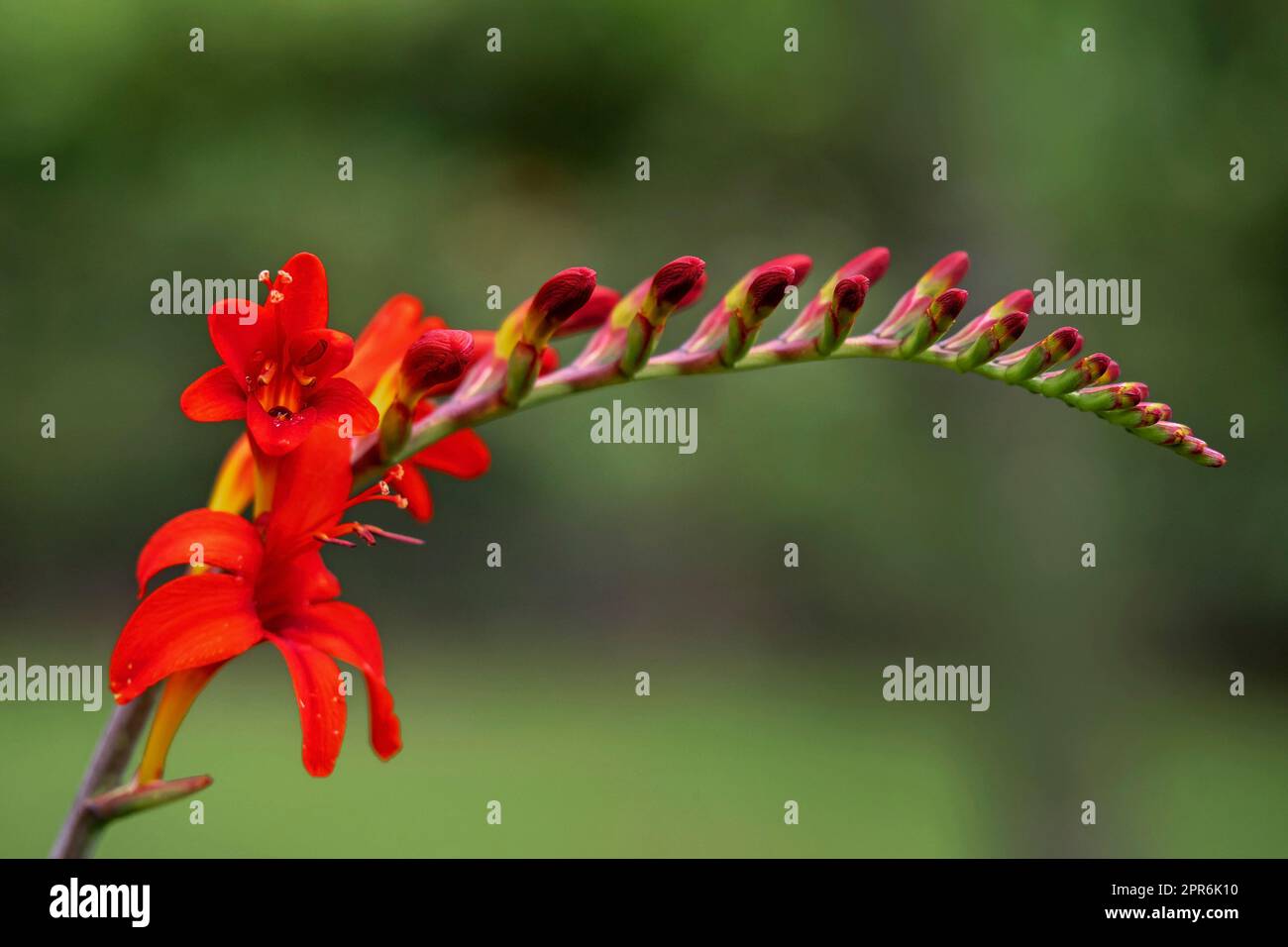 Crocosmia Blütenspitze mit offenen roten Blüten und Knospen Stockfoto