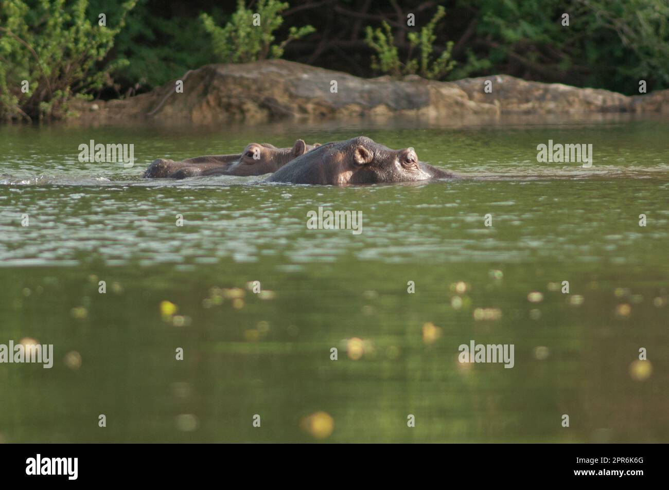 Flusspferde Hippopotamus amphibius im Fluss Gambia. Stockfoto