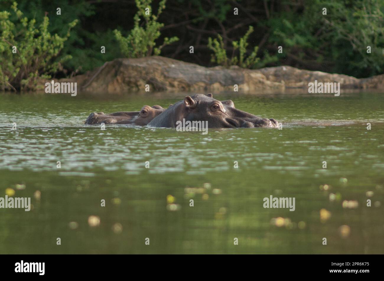 Flusspferde Hippopotamus amphibius im Fluss Gambia. Stockfoto