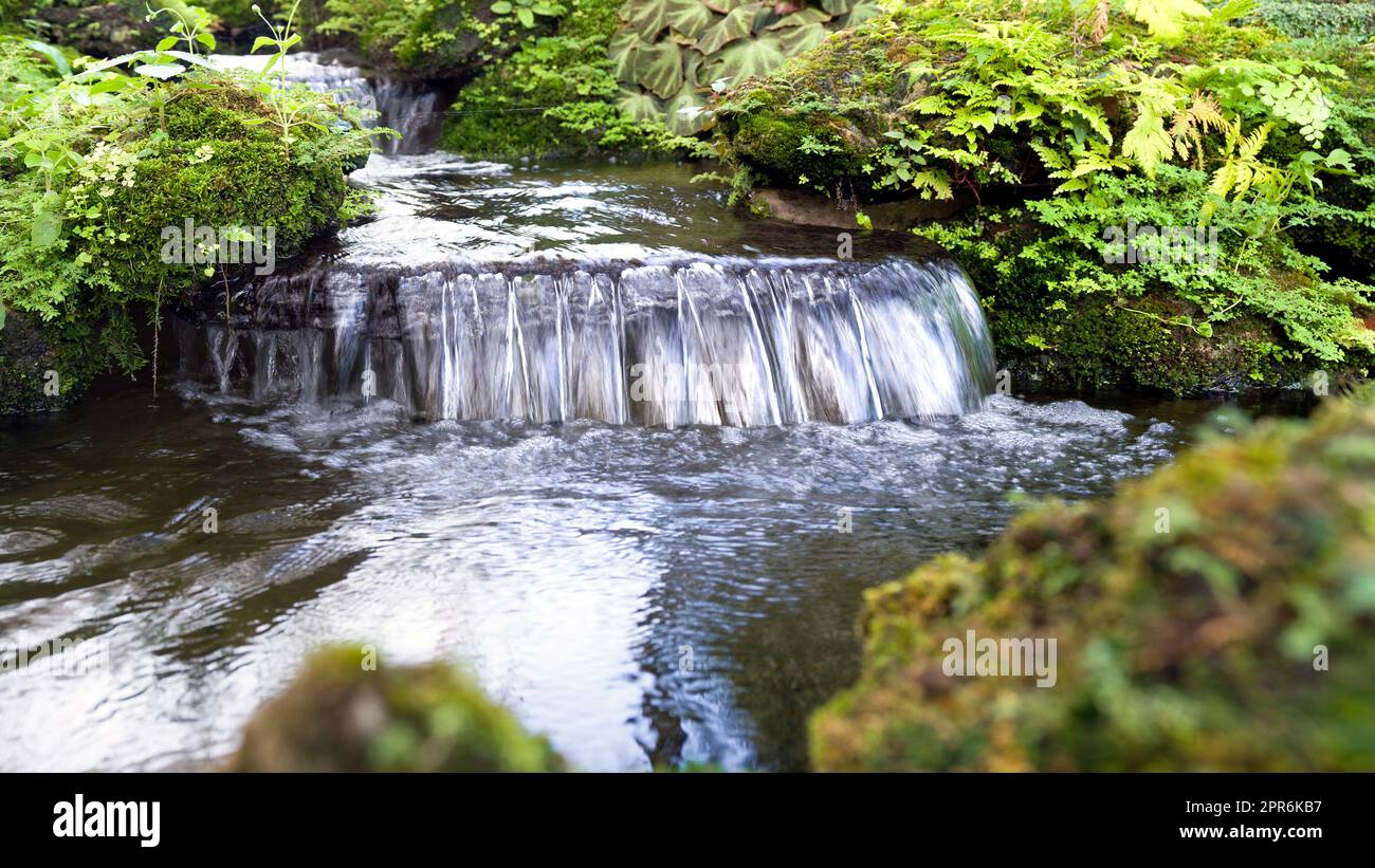 Nahaufnahme des kleinen Wasserfalls im Garten des tropischen Regenwaldes mit grünen Mos, Fern, Begonia und dem Rundblättrigen Banyan. Stockfoto