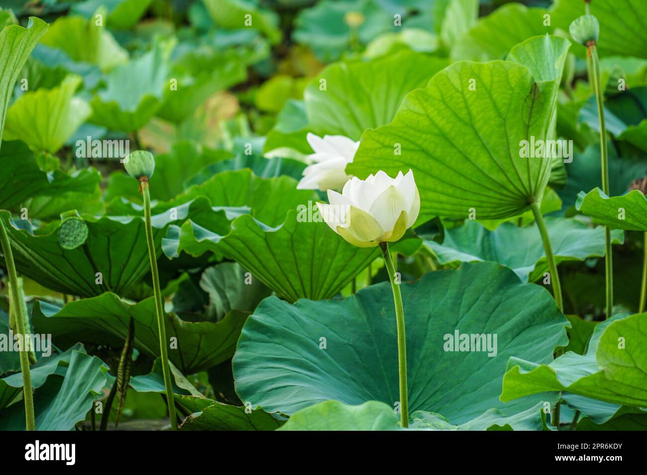 Lotusblätter und Teich Stockfoto