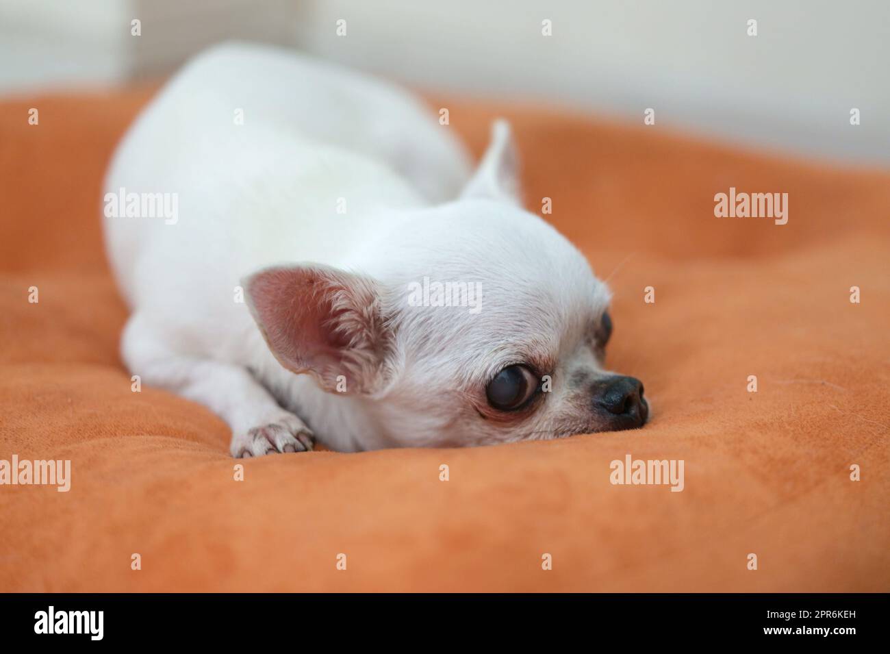 Chihuahua-Hund auf den orangefarbenen Kissen Stockfoto