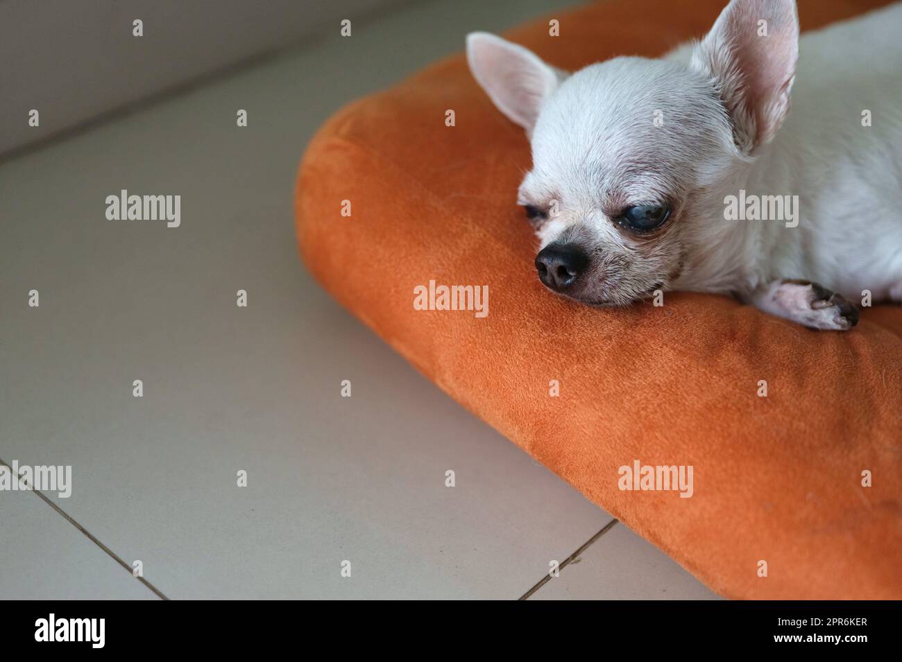 Chihuahua-Hund auf den orangefarbenen Kissen Stockfoto