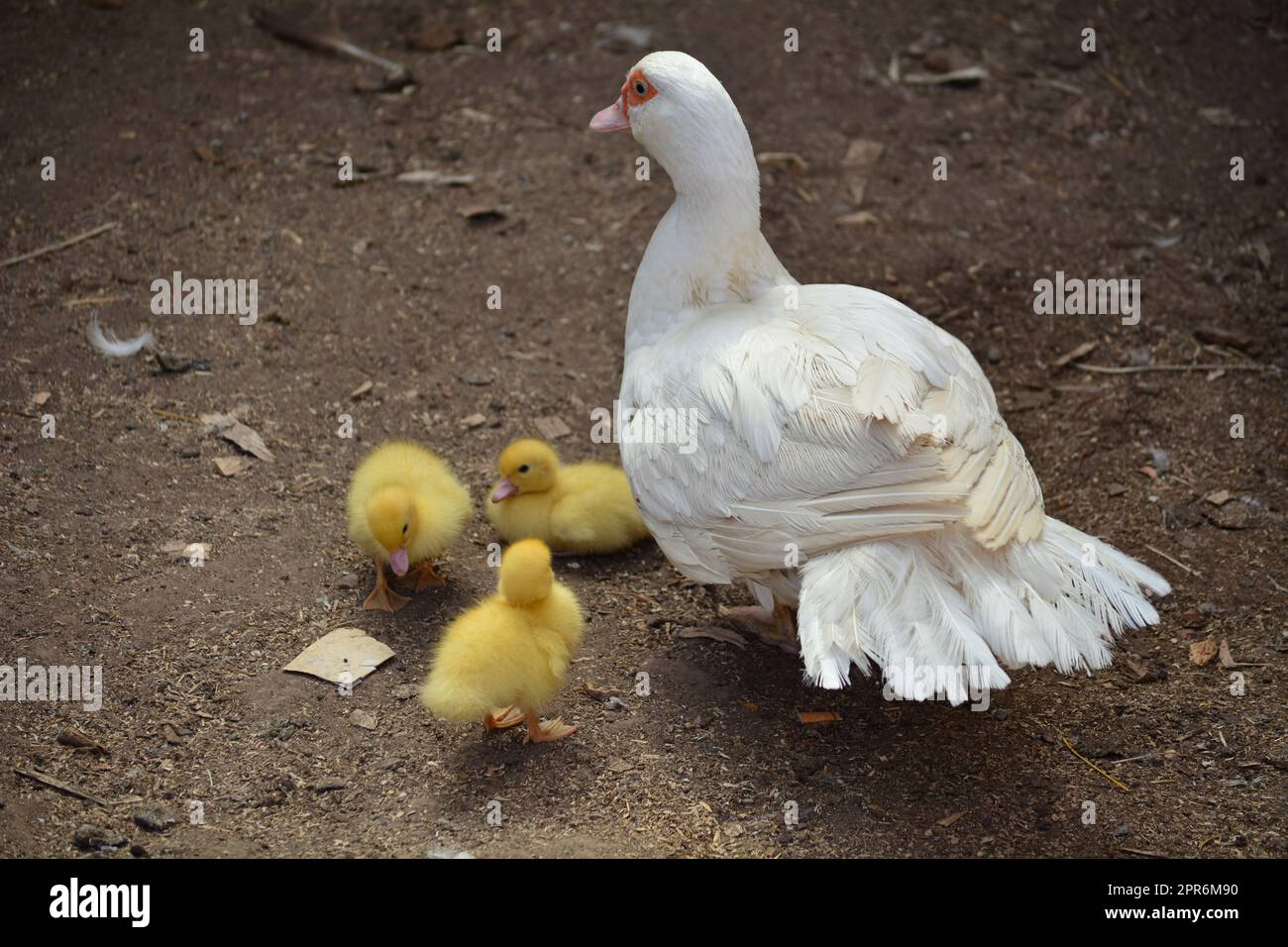Eine Familie von Enten auf der Suche nach Nahrung Stockfoto