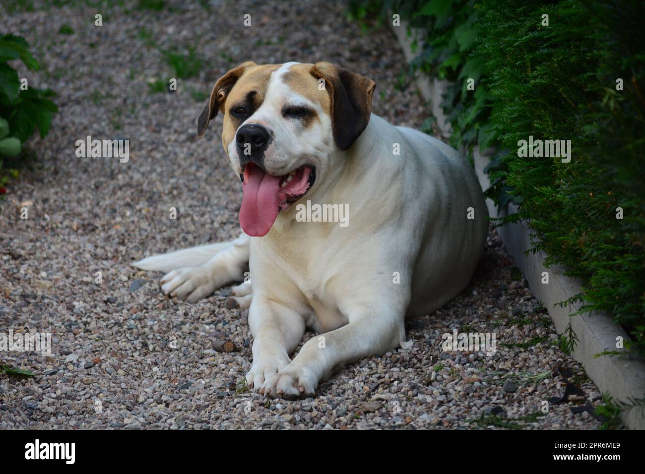 Ein großer Hund ruht sich aus. Er ist ganz ruhig. Stockfoto