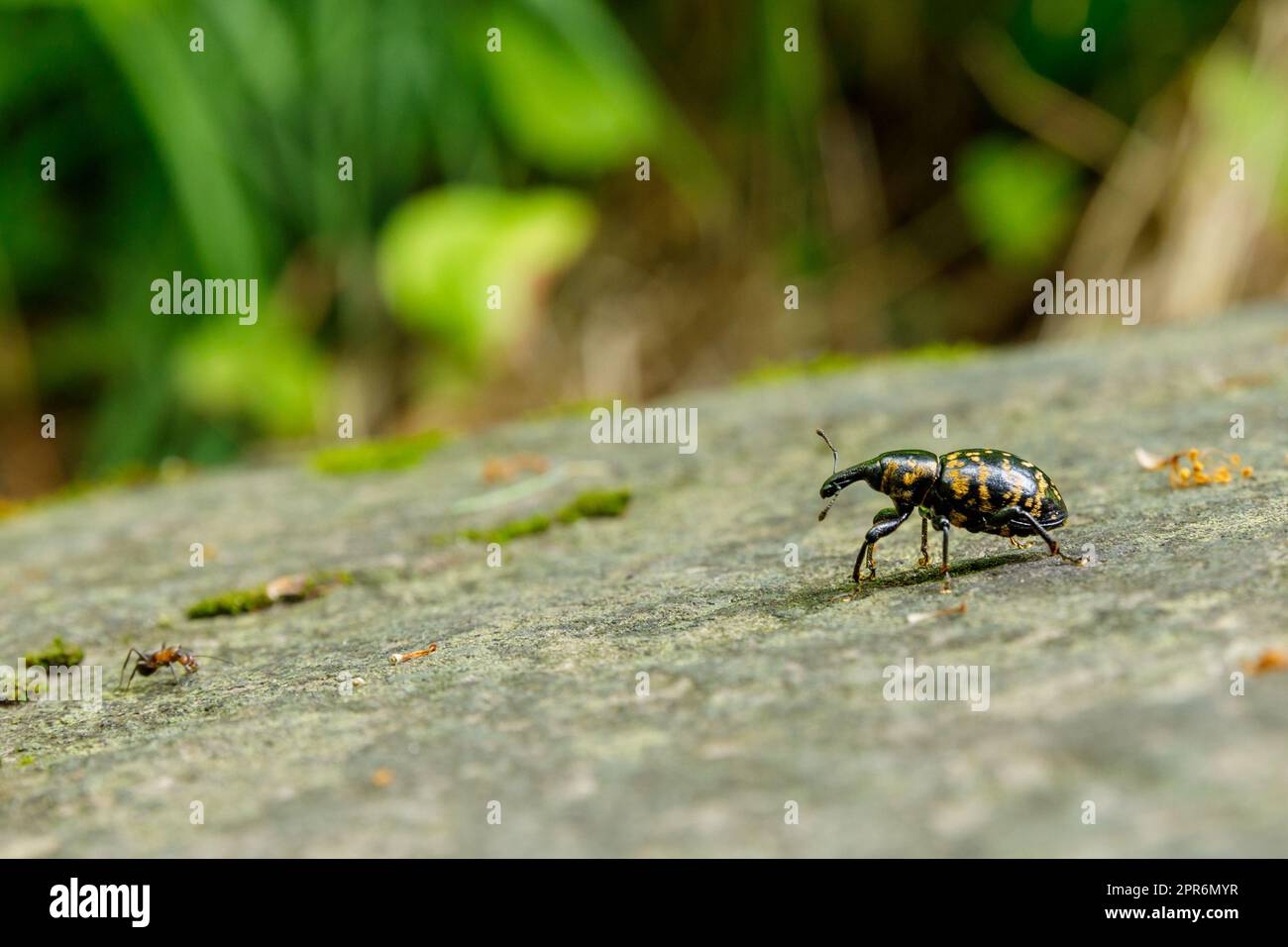 Ein großer Butterbur Weevil Käfer Stockfoto