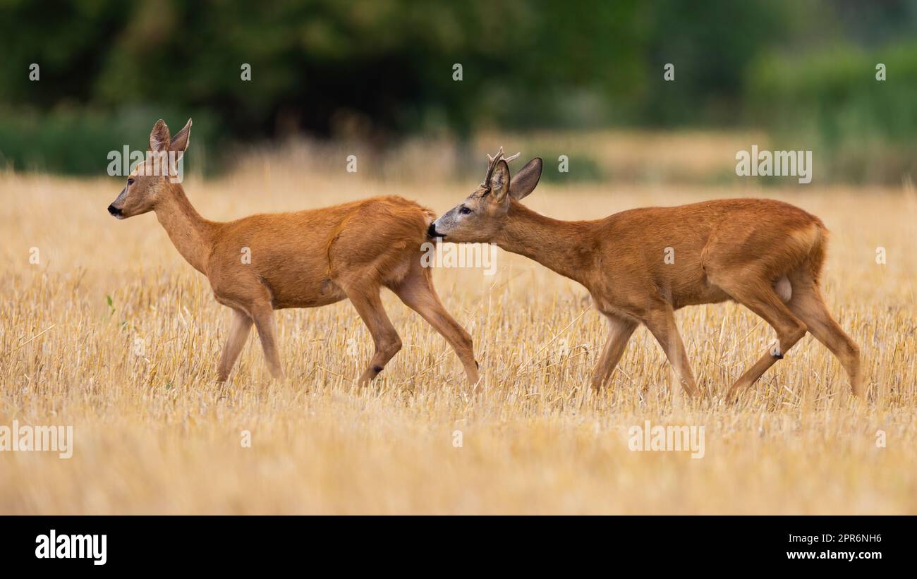 Reh-Männchen schnüffeln Weibchen in der Paarungssaison auf Stoppel Stockfoto