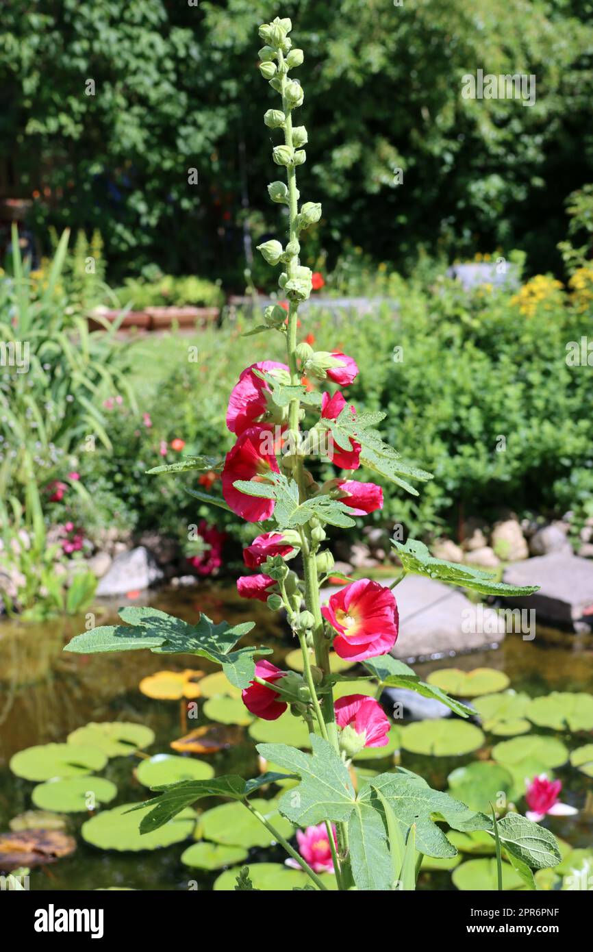 rote Stockrose (Alcea rosea) im naturnahen Garten Stockfoto