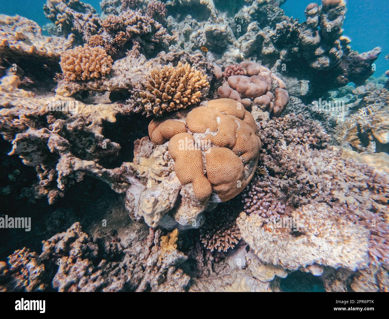 Korallenriff Garten im roten Meer, Marsa Alam Ägypten Stockfoto