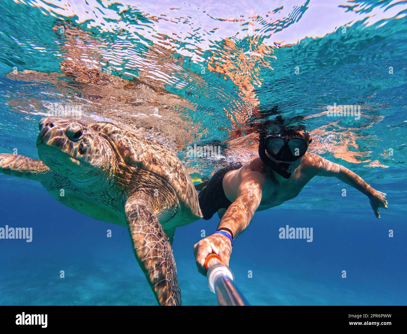 Schnorchelschwimmen mit grüner Meeresschildkröte, Marsa Alam, Ägypten Stockfoto