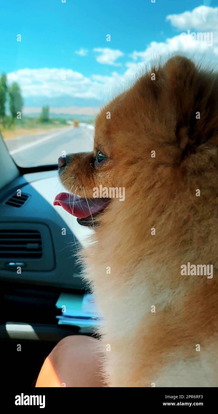 Ein vertikales Foto eines Spitz-Hundes im Auto Stockfoto
