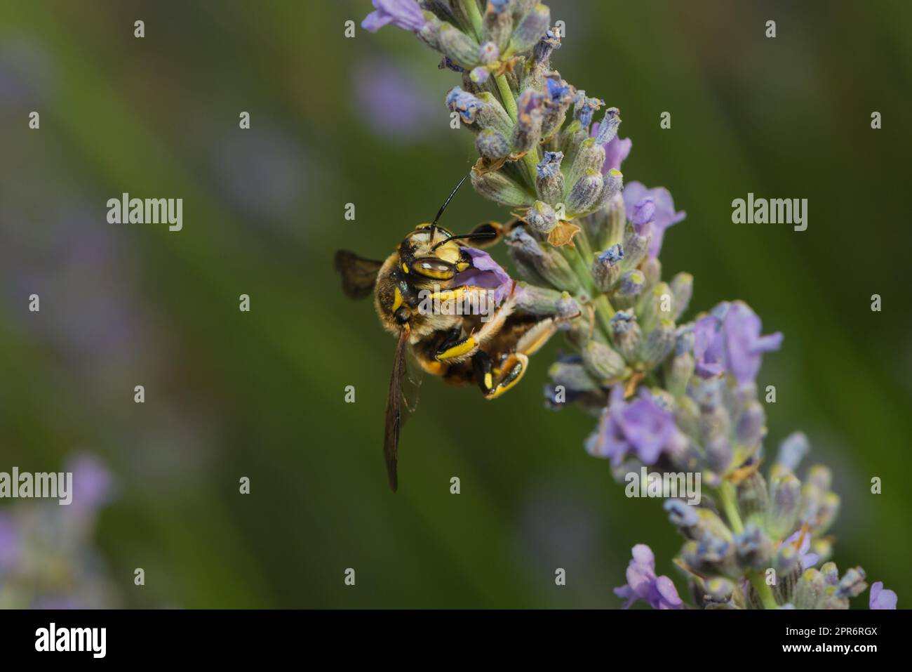 Eine Blattschneiderbiene auf einer Lavendelblüte Stockfoto