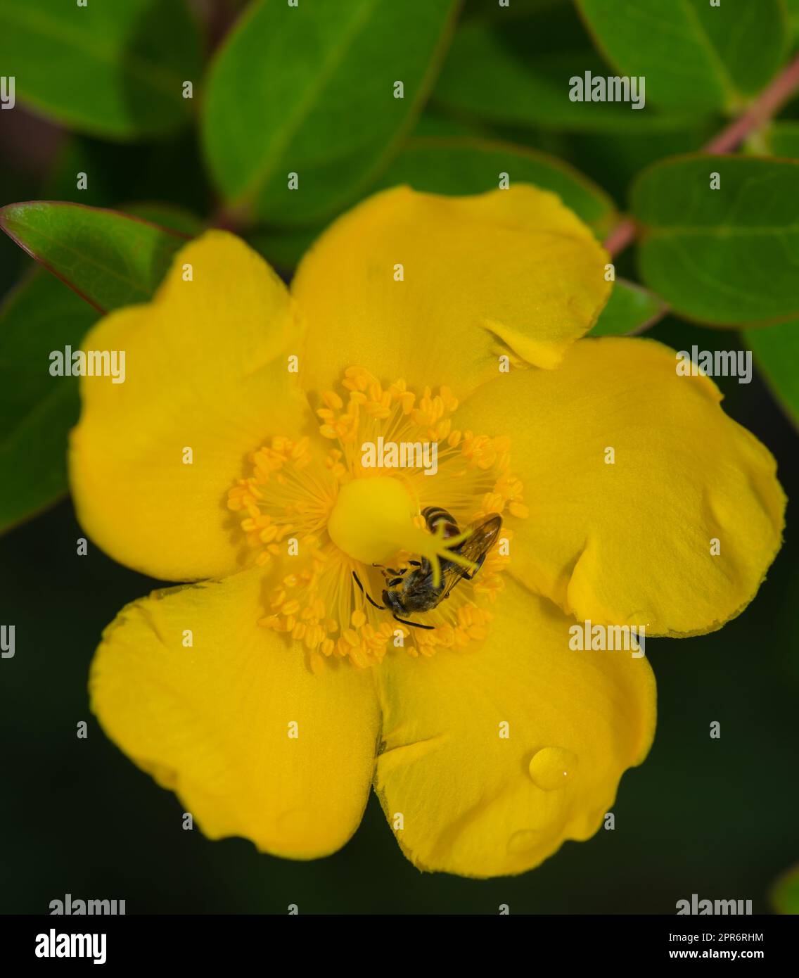 Eine fleißige Biene in gelber Blüte Stockfoto