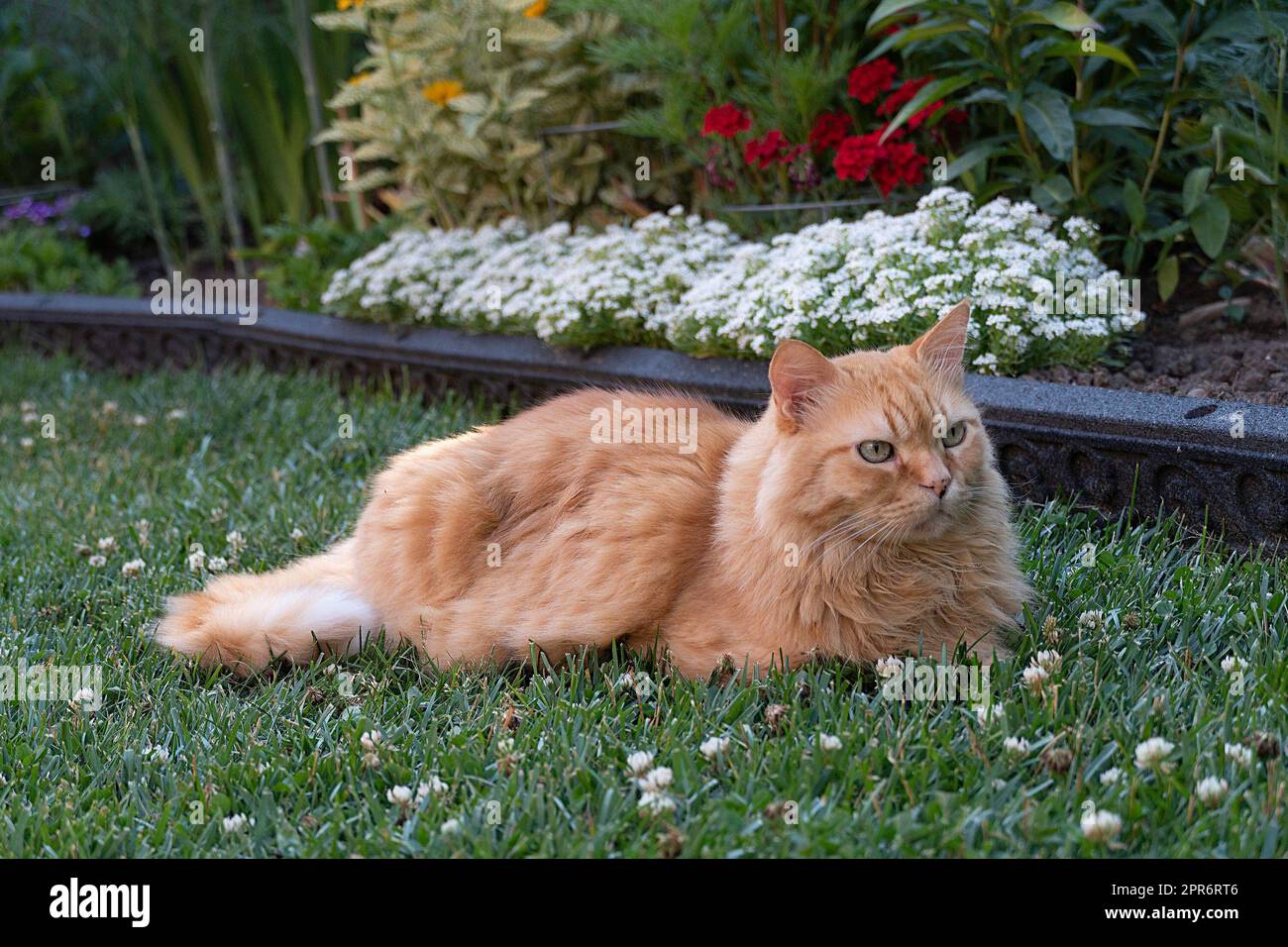 Die rote Katze auf dem grünen Gras beobachtet die Vögel Stockfoto
