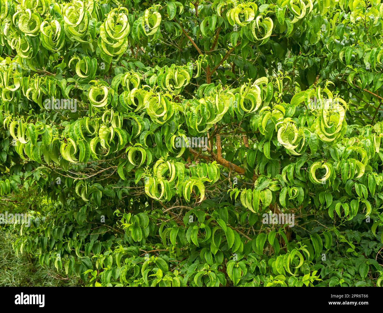 Interessantes Blattmuster der Sieben-Sohn-Blume des Zhejiang-Strauches Stockfoto
