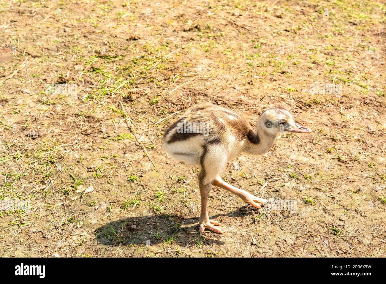 Kleines süßes Baby Strauß-Emu Stockfoto