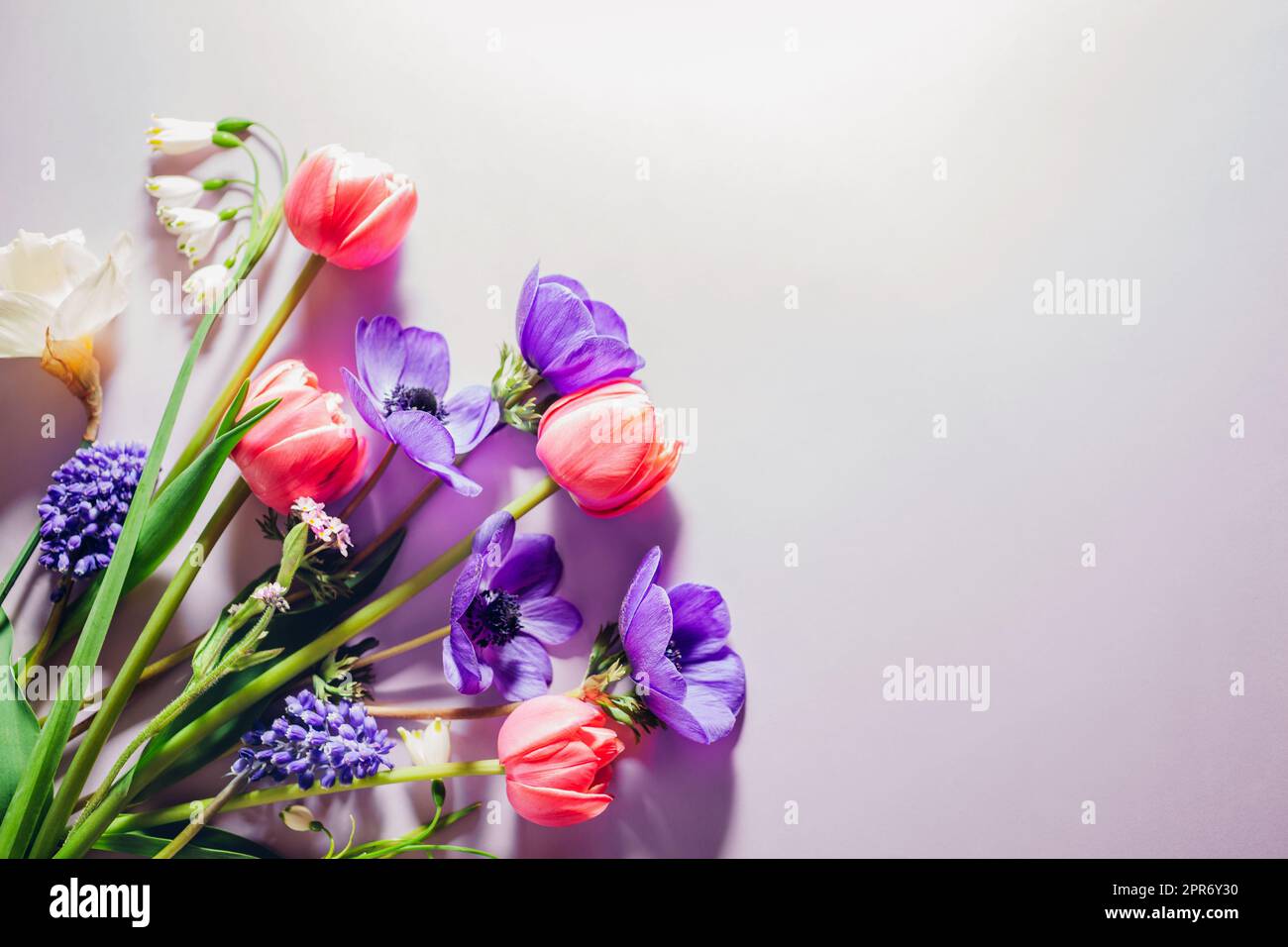 Hintergrund: Pinkviolett-blau und weiße Frühlingsblumen. Tulpen, Anemonen, Narzissen blühen. Muttertagskarte. Draufsicht. Leerzeichen Stockfoto