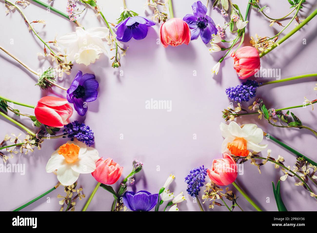 Draufsicht der rosafarbenen, violett-blauen, weißen Frühlingsblumen im Kreis. Tulpen, Anemonen, Narzissen blühen. Muttertag-Hintergrund. Leerzeichen Stockfoto