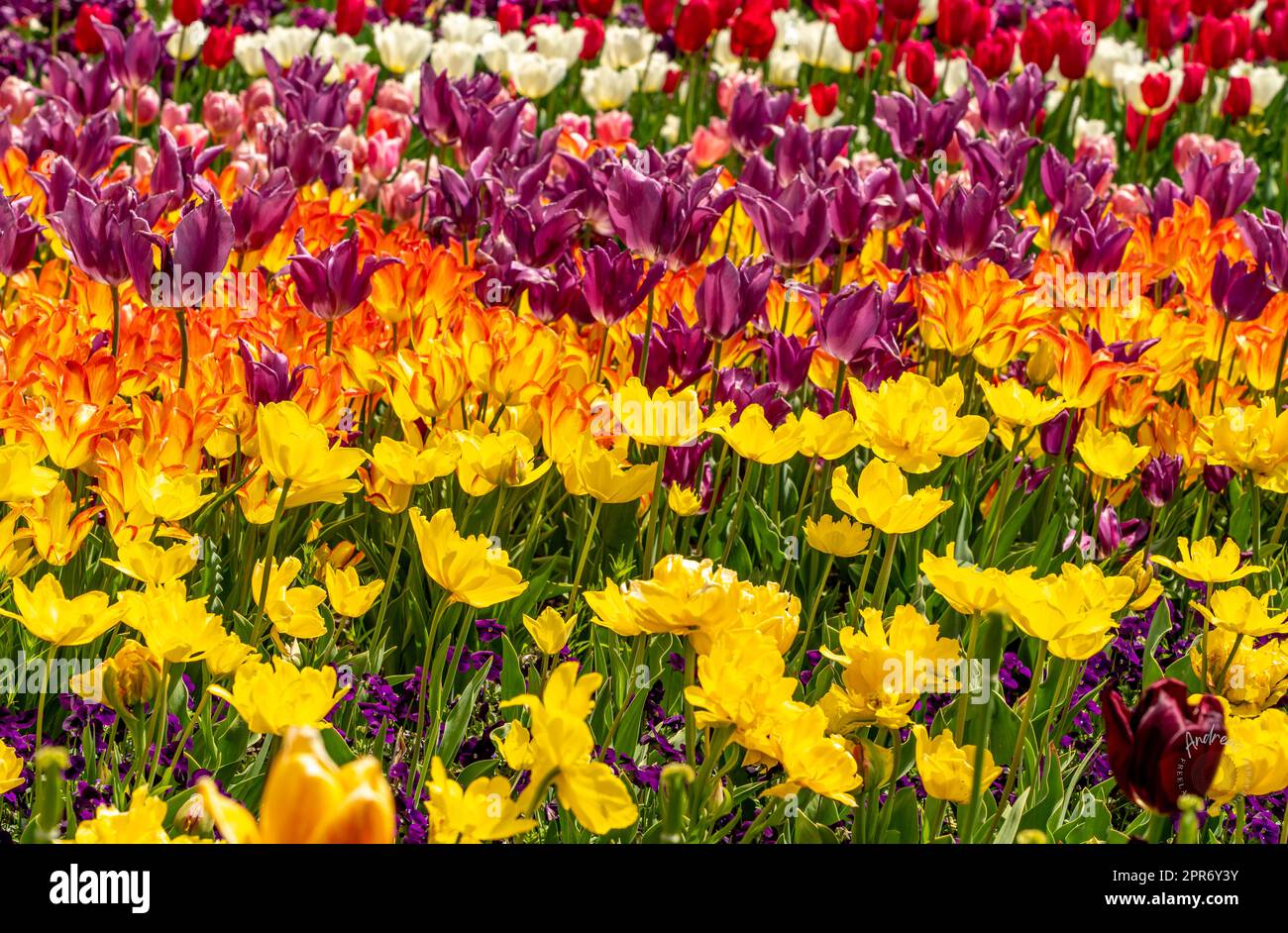 Bunte Tulpen in einem öffentlichen Garten Stockfoto